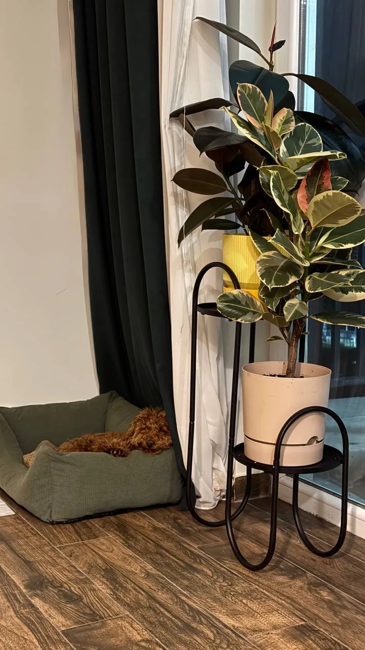 2-room apartment in Samgori, $600/month
